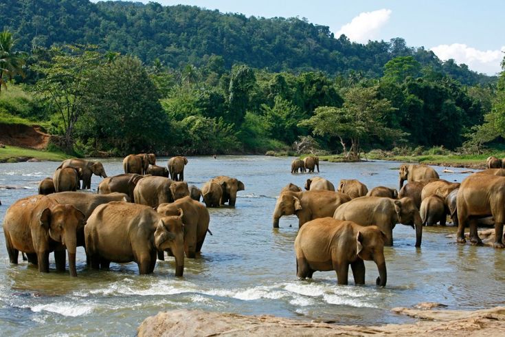 elephants watching sri lanka