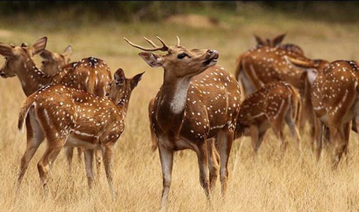 wild life sri lanka