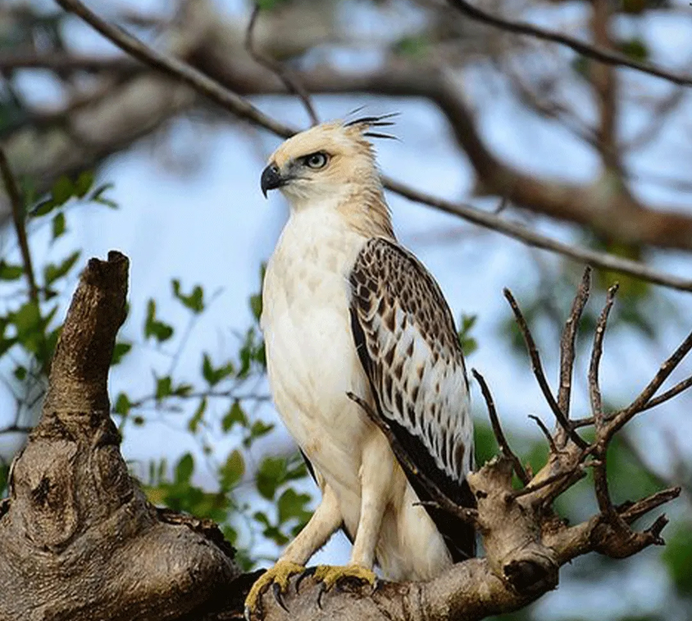 bird-watching-srilanka