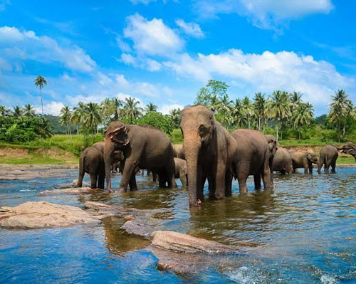 pinnawala elephant orphanage
