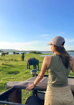 Wildlife Safari