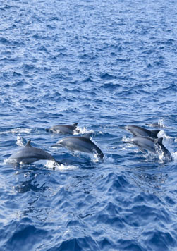Whale Watching