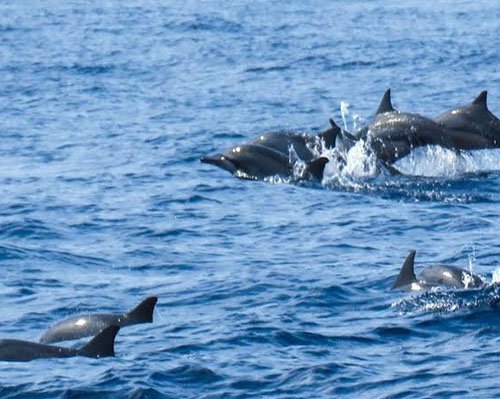 whale watching in srilanka