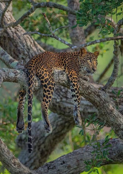 Yala National Park